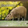ZOO BRNO