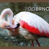 ZOO BRNO