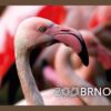 ZOO BRNO