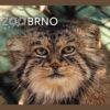 ZOO BRNO