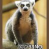 ZOO BRNO