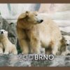 ZOO BRNO